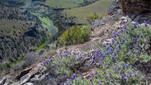 looking down on the South Fork Crooked River with purple wildflowers in foreground