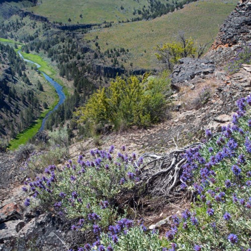 looking down on the South Fork Crooked River with purple wildflowers in foreground