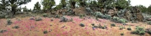 Wildflower bloom and lava rock in the Badlands Wilderness