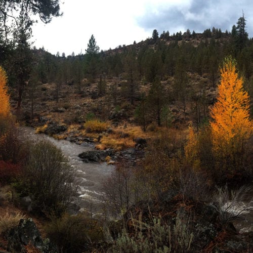 Fall color along Whychus Creek