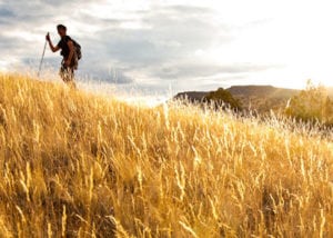 A hiker climbs a hill in a sea of golden grass in the John Day wilderness.