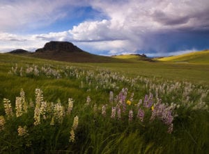 lupine in front of Three Fingers Owyhee Canyonlands