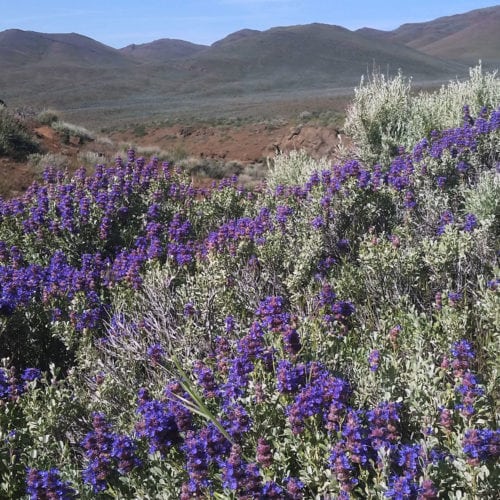 wildflowers along the Oregon Desert Trail