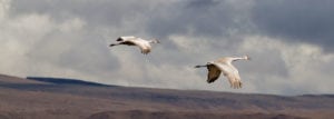 Sandhill cranes soar through cloudy skies in Oregon's high desert.