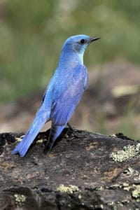 bluebird in Oregon's high desert