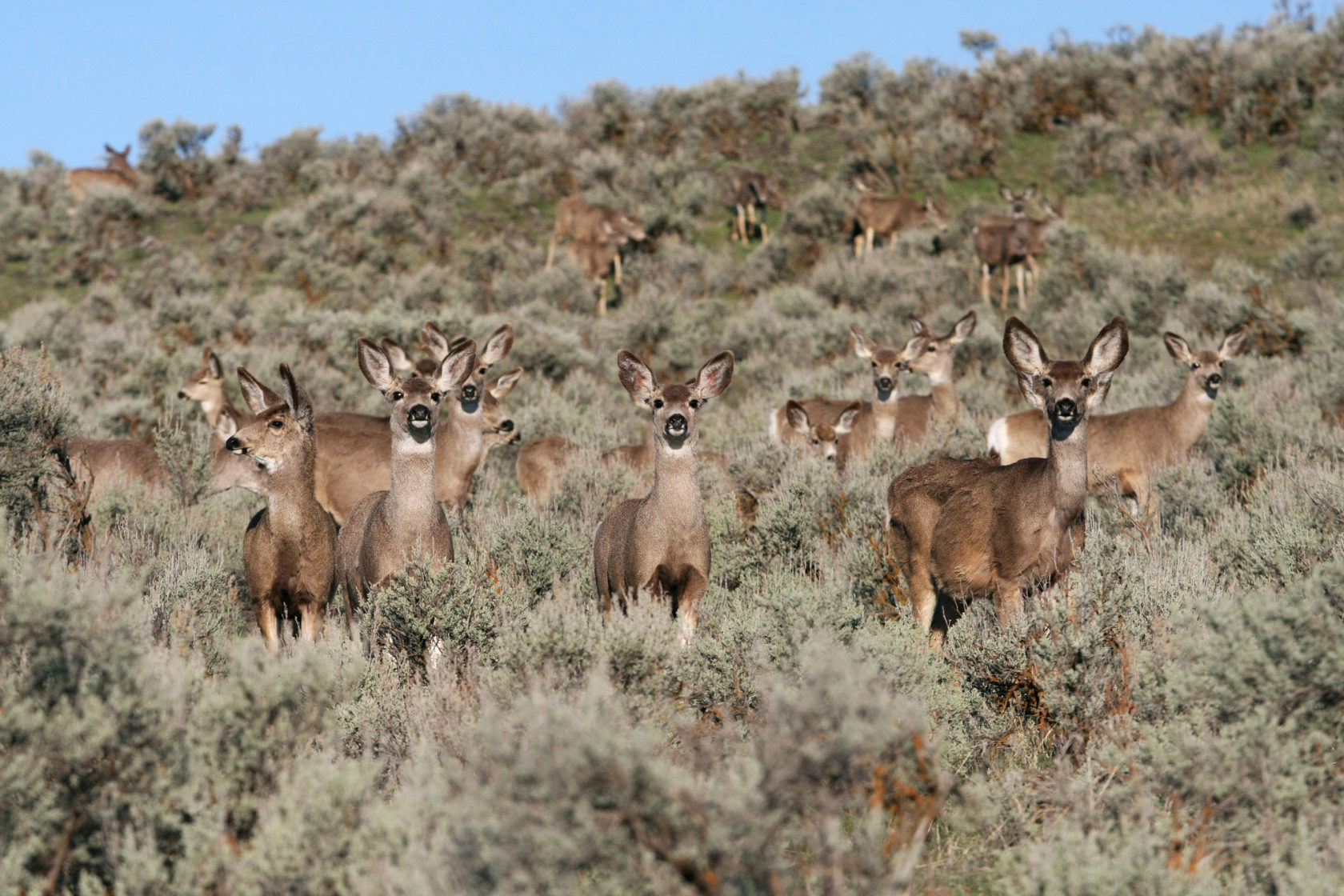 herd-of-mule-deer - Oregon Natural Desert Association