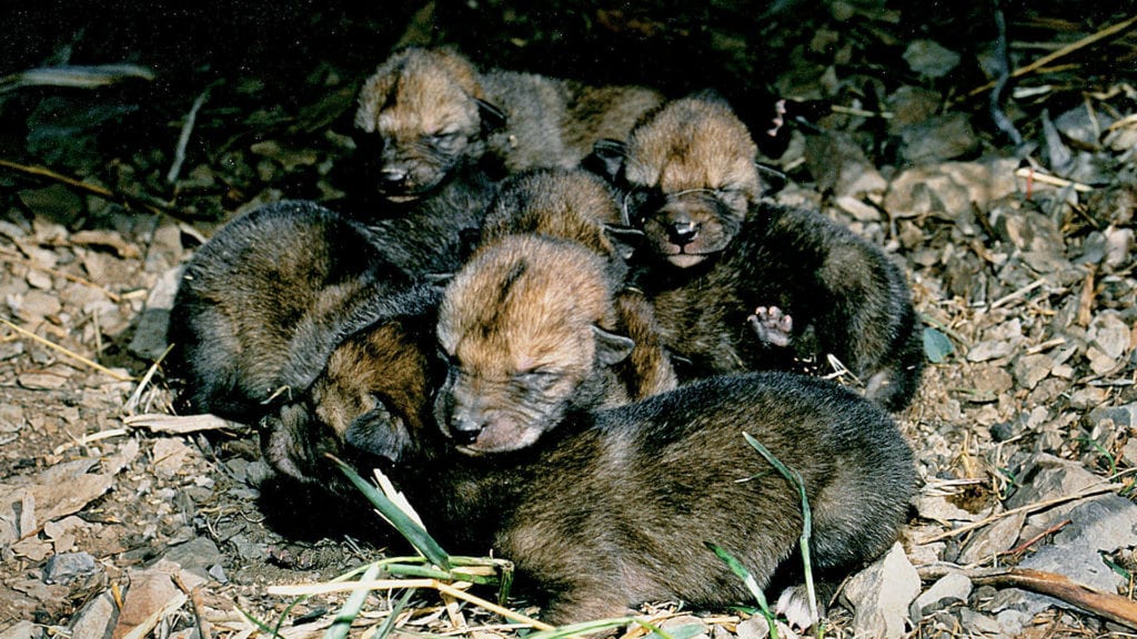 litterofnewborncoyotepups Oregon Natural Desert Association