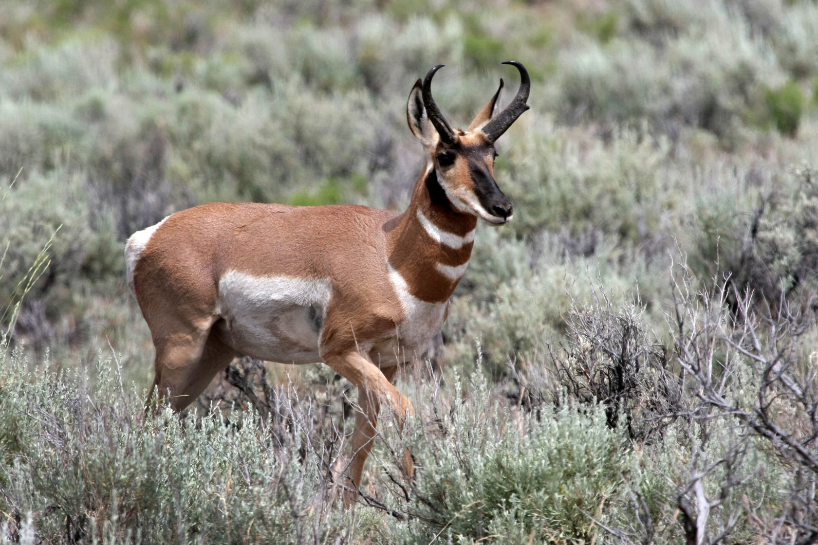 Species Spotlight - Pronghorn - Oregon Natural Desert Association