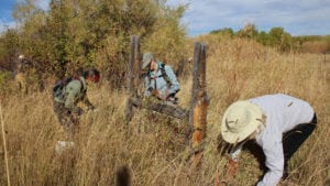 Volunteers pull fence on the Malheur National Wildlife Refuge