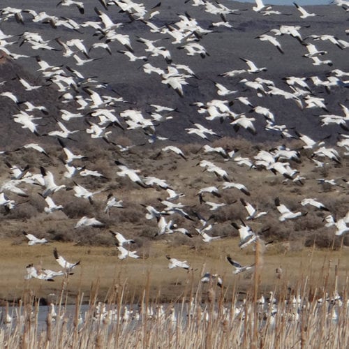 flock of Snow Geese above Malheur National Wildlife Refuge