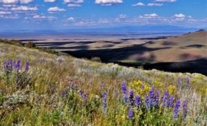 Steens Mountain lupines