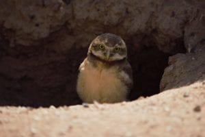 burrowing owl owlet