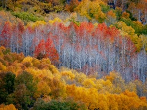 rows of aspen in all hues