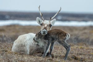 caribou in the Arctic National Wildlife Refuge