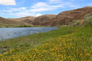 Wildflowers and John day River in Cottonwood Canyon State Park