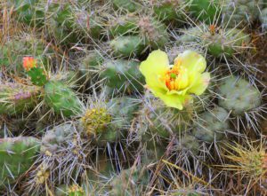 cactus in bloom, Sutton Mountain
