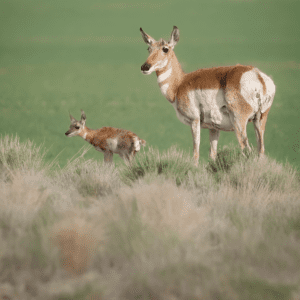 pronghorn doe and fawn