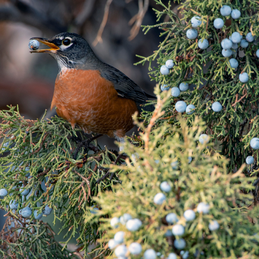 Species Spotlight: American Robin