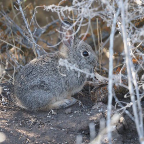 Pygmy rabbit in bushes