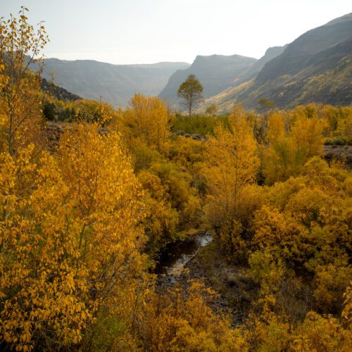 Black cottonwoods line Big Indian Creek in the fall
