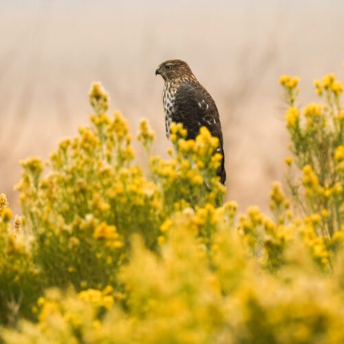Coopers Hawk in Malhuer National Wildlife Refuge