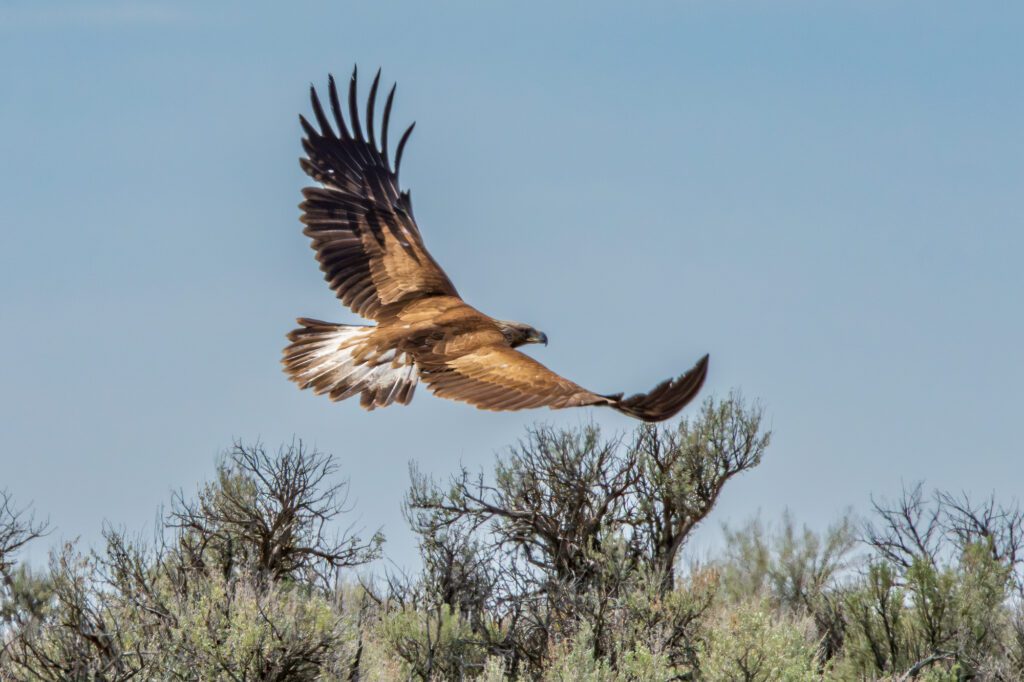 Observing Raptors - Oregon Natural Desert Association