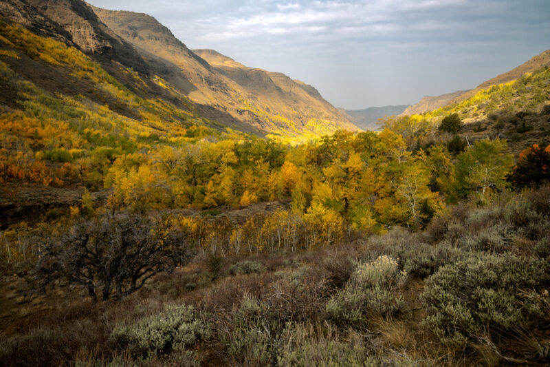 golden aspen and gray green sage Big Indian Gorge – James Parsons