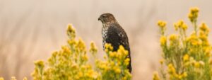 A coopers hawk perched among the sagebrush at Malheur National Wildlife Refuge