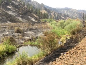 Beaver Pond at Pine Creek remains green after wildfire