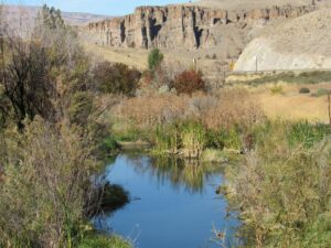 Pine Creek beaver pond