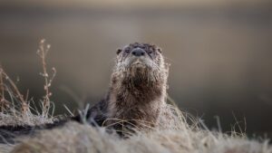 A river otter pops its head up above the ground.