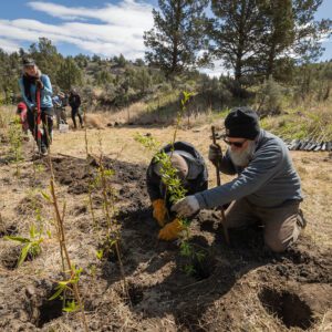 Volunteers planting small willow trees along the South Fork Crooked River.