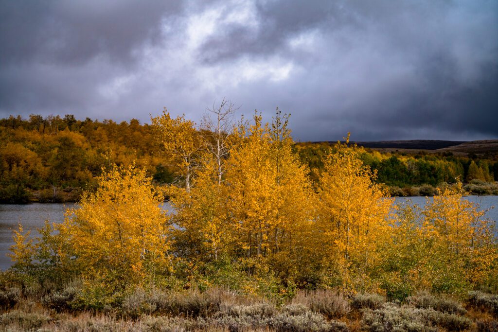 Colorful aspens at Fish Lake