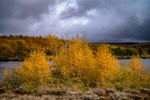 Colorful aspens at Fish Lake