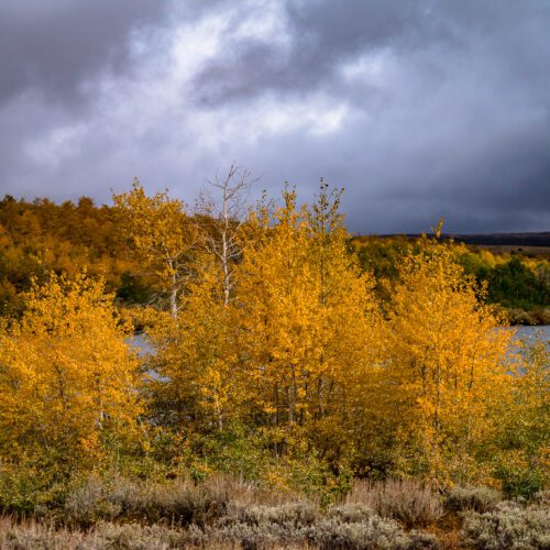 Colorful aspens at Fish Lake