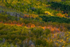 Aspen change color in early fall, blanketing a mountainside in greens, oranges, and yellows.