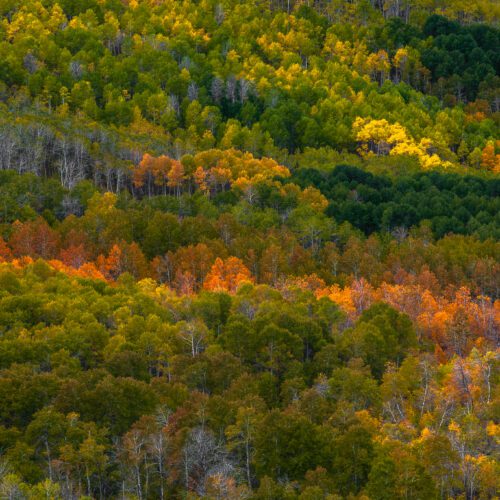 Aspen change color in early fall, blanketing a mountainside in greens, oranges, and yellows.