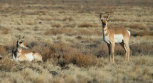 Two pronghorn stand among the sagebrush