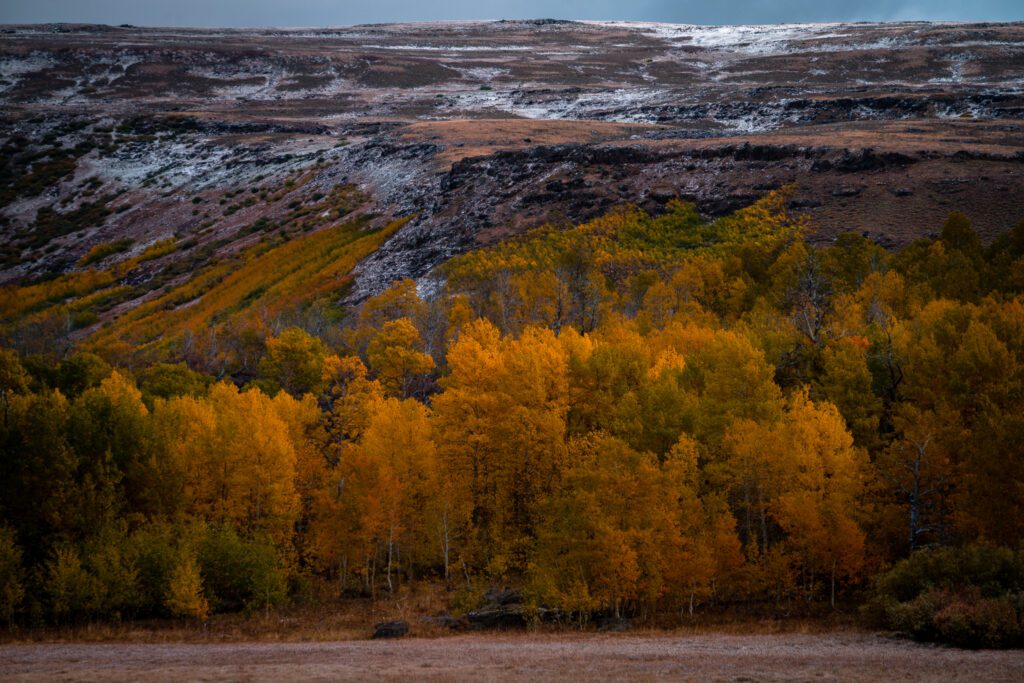 Aspen groves light up Steens