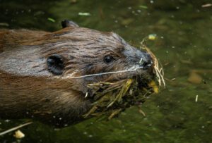 a close up of a beaver swimming