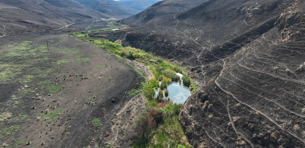 A burned landscape had a green stream flowing through it where beaver habitat stood resilient to wildfire.