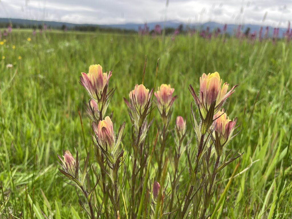 Paintbrush in a meadow