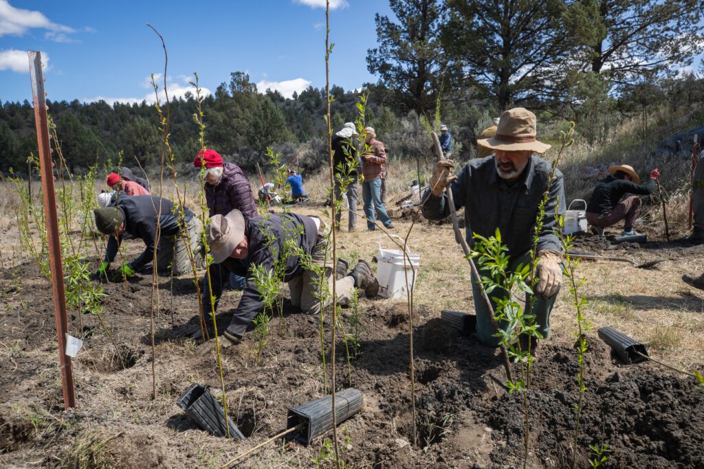 ONDA volunteers plant trees along the South Fork Crooked River.